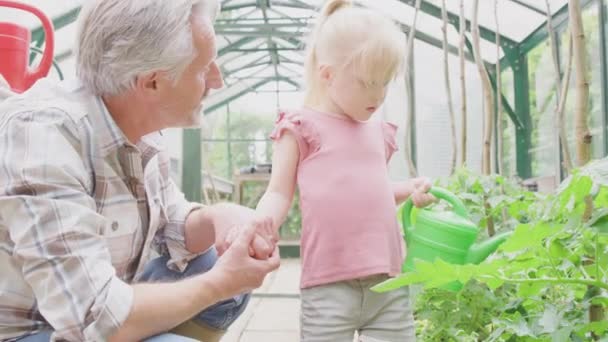 Grandfather Helping Granddaughter Water Tomato Plants Greenhouse Toy Watering Can — Wideo stockowe