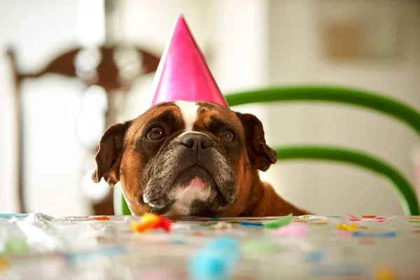 Lustiges Haustier Französische Bulldogge Sitzt Hause Tisch Und Trägt Partymütze — Stockfoto
