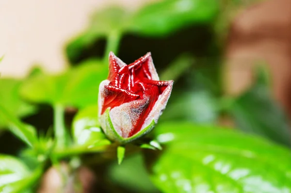 Bud rosa vermelha — Fotografia de Stock