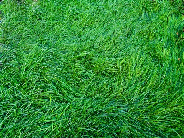 Lawn with green grass