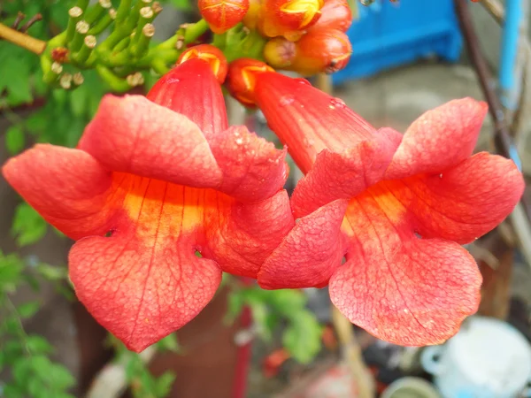 Flower close-up — Stock Photo, Image