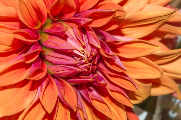 Большой красный цветок — стоковое фото