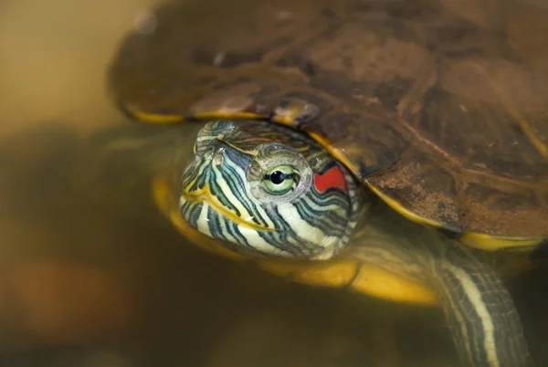 Red eared slider — Zdjęcie stockowe