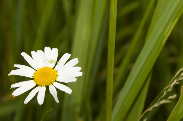 Floare sălbatică cu un păianjen mic — Fotografie, imagine de stoc