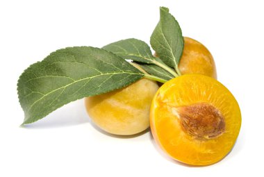 Beyaz bir arka planda beyaz Erik