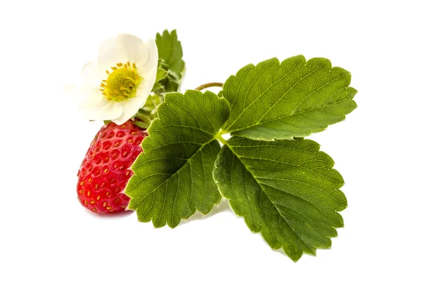 Fresh strawberries with flower and leaves — Stock Photo, Image