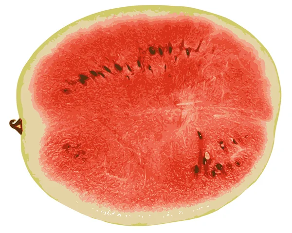 Wassermelone Nahaufnahme 2 — Stockvektor