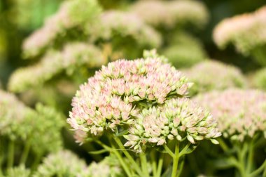 civanperçemi çiçek