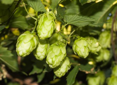 koniler ve yaprakları şerbetçiotu