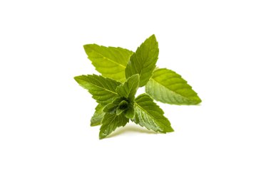 Taze nane yaprakları