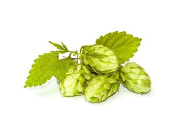 Hop koniler yaprakları ile