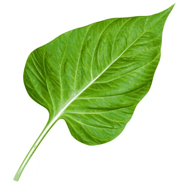 Hoja verde de primer plano — Vector de stock