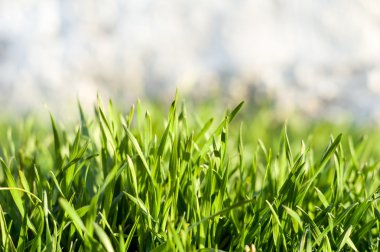 Çiyli yeşil çimen