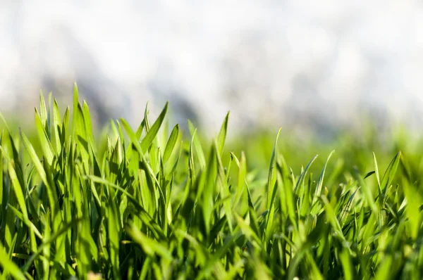 Grünes Gras mit Tautropfen 2 — Stockfoto