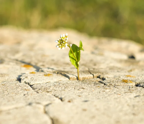 Liten blomma som växer på en sten — Stockfoto