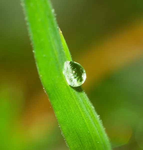 Makro foto av växt med dew drop 2 — Stockfoto