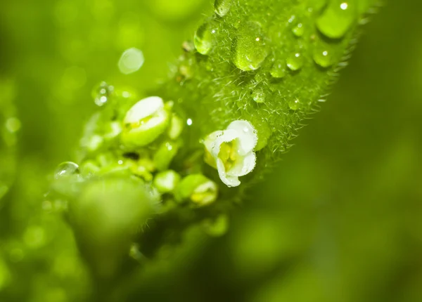 Makrofoto einer Blume mit Tautropfen — Stockfoto