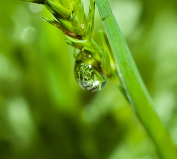 Makro foto av växt med dew drop — Stockfoto