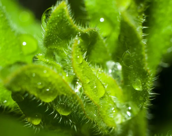 Macro foto de planta com gotas de orvalho 2 — Fotografia de Stock