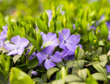 mavi deniz salyangozu closeup 2