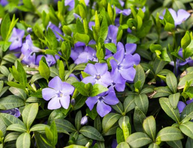 mavi deniz salyangozu portre