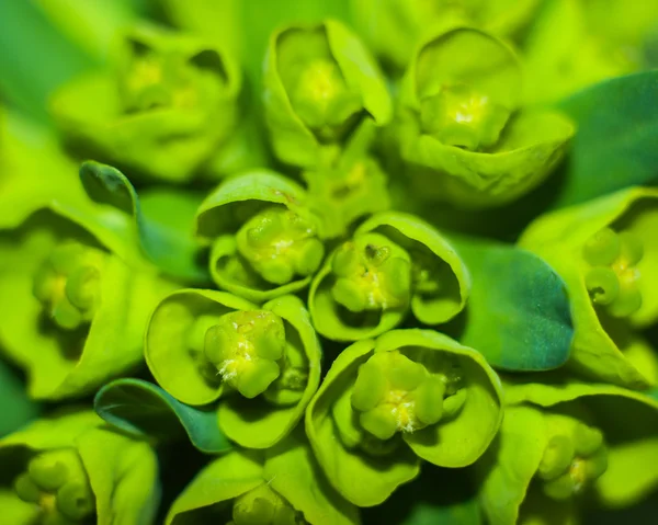 Macro shot of a green plant — Stock Photo, Image