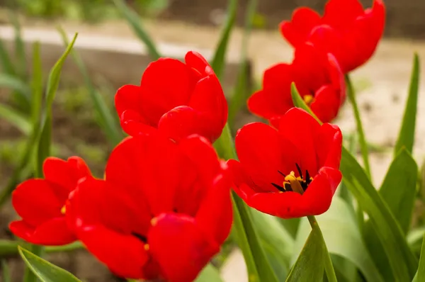 Czerwone tulipany zamykają — Zdjęcie stockowe