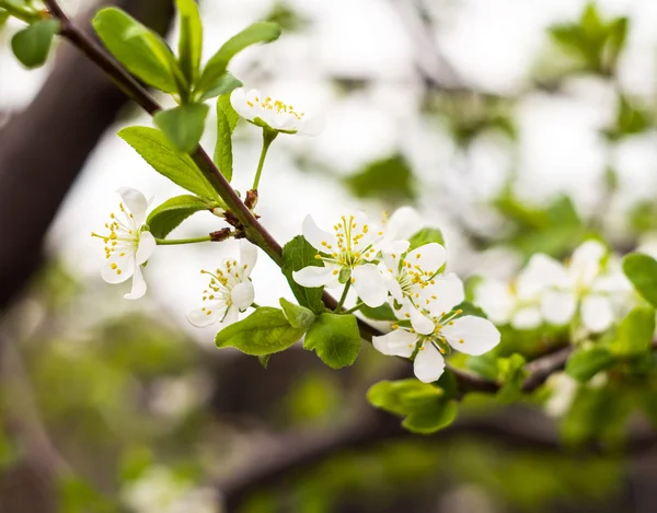 Twig flowering tree closeup 2 — Stock Photo, Image