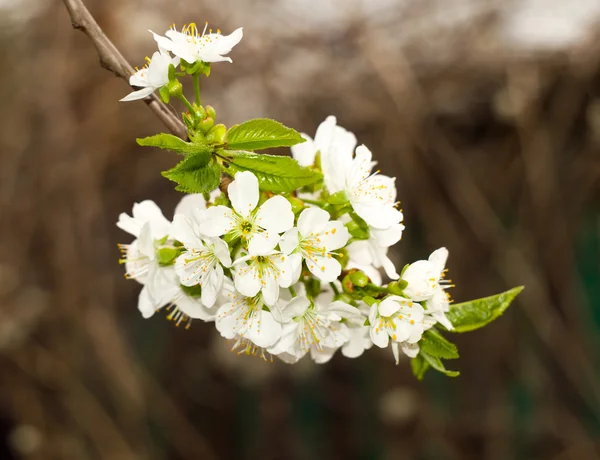 Twig flowering tree closeup 3 — Stock Photo, Image