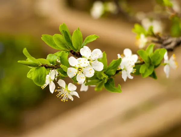 Twig flowering tree closeup — Stock Photo, Image