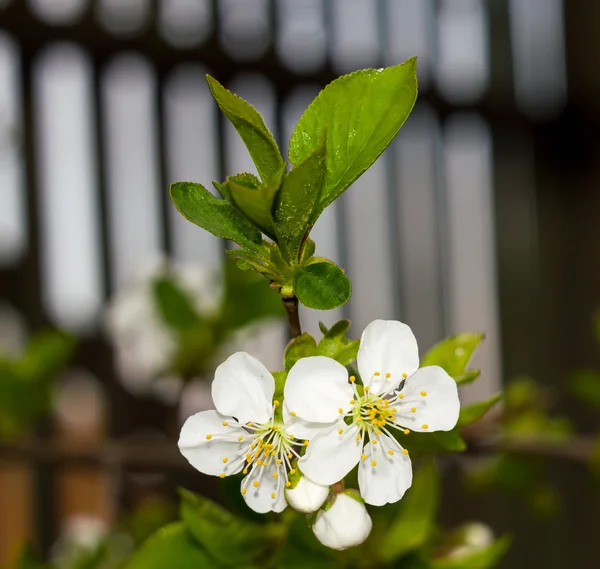 Twig flowering tree closeup 4 — Stock Photo, Image