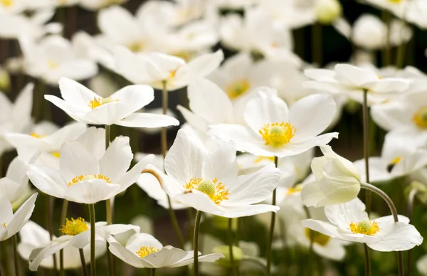 O pădure anemonă de închidere 5 — Fotografie, imagine de stoc