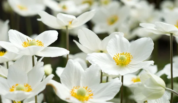 An anemone forest closeup 6 — Stock Photo, Image