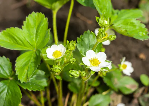 Bloeiende aardbei bush — Stockfoto