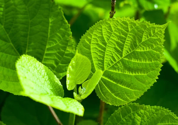 Hintergrund mit grünen Blättern — Stockfoto