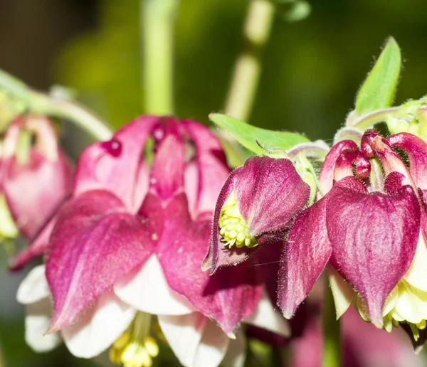 Aquilegia flor closeup — Fotografia de Stock