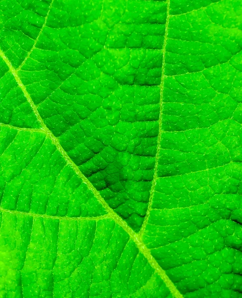Foglia verde primo piano — Foto Stock