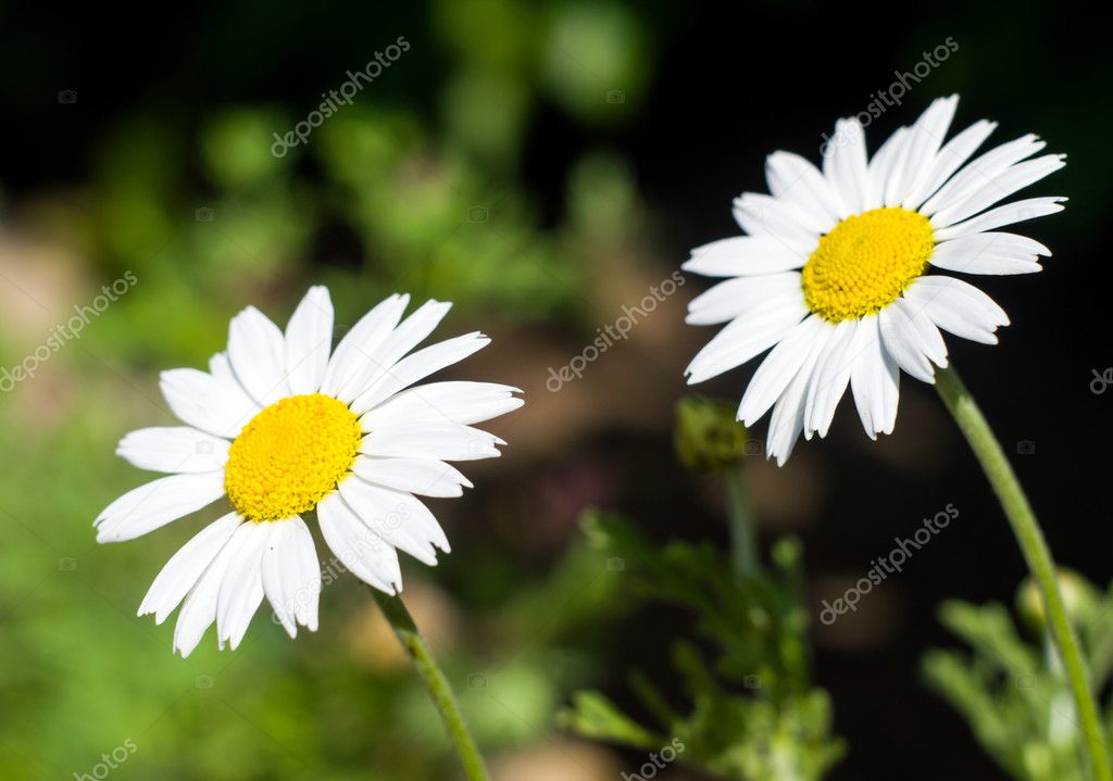 Two daisies closeup