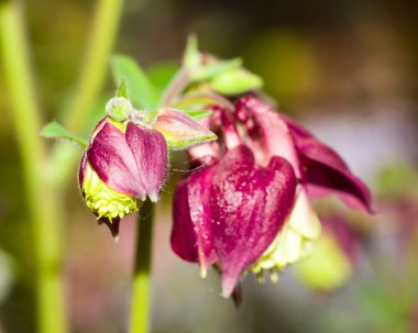 Aquilegia çiçek closeup 2
