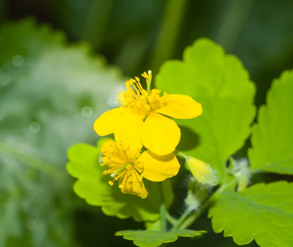 Celandine flowers closeup 2 — Stock Photo, Image