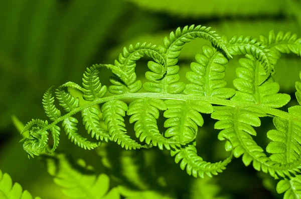 Fern close-up 2 — Stockfoto