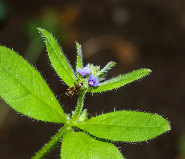 Macro shot of a flower with ant — Stock Photo, Image