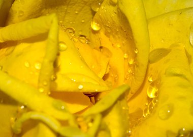 Su damlacıkları ile gül yakın çekim yaprakları sarı