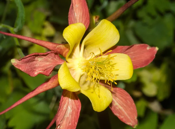 Aquilegia flor closeup — Fotografia de Stock