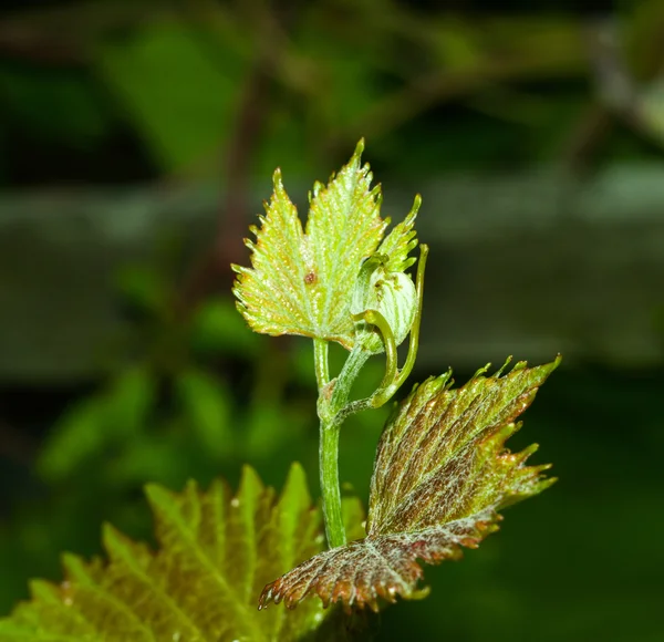 Closeup de folhas de uva — Fotografia de Stock