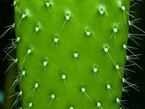 Kaktus liść zbliżenie — Zdjęcie stockowe
