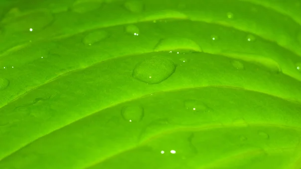 Blatt mit einem Tropfen Wasser aus nächster Nähe — Stockfoto