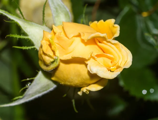 Gelbe Rosenknospe Nahaufnahme mit Tautropfen — Stockfoto