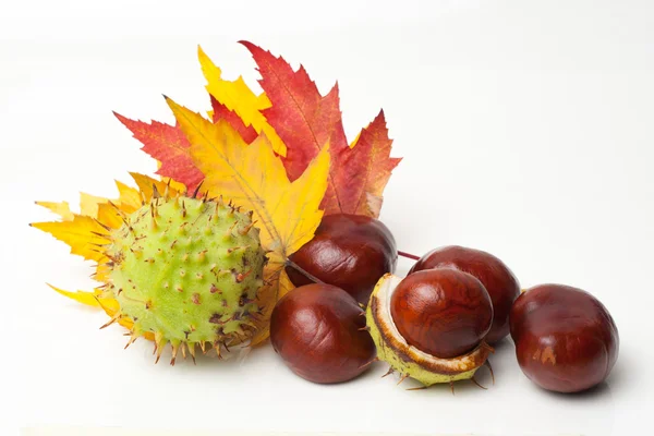 Chestnut — Stock Photo, Image