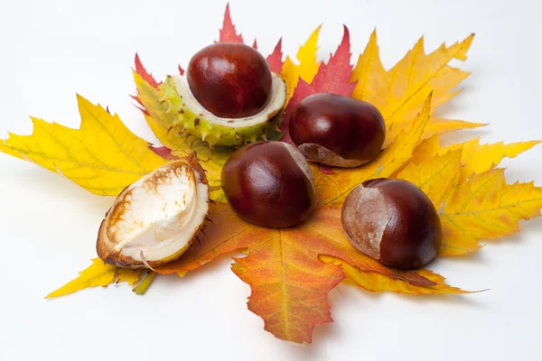 Castanha — Fotografia de Stock